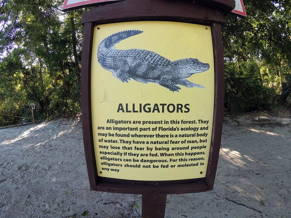 A sign warning of Alligators at the Alexander Springs Recreation Area, Ocala National Forest, Florida. (Forest Service photo…