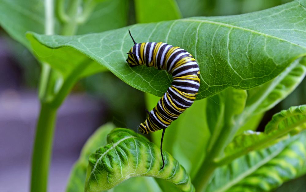 Monarch caterpillar on common milkweed in MinnesotaPhoto by Joanna Gilkeson. Original public domain image from Flickr