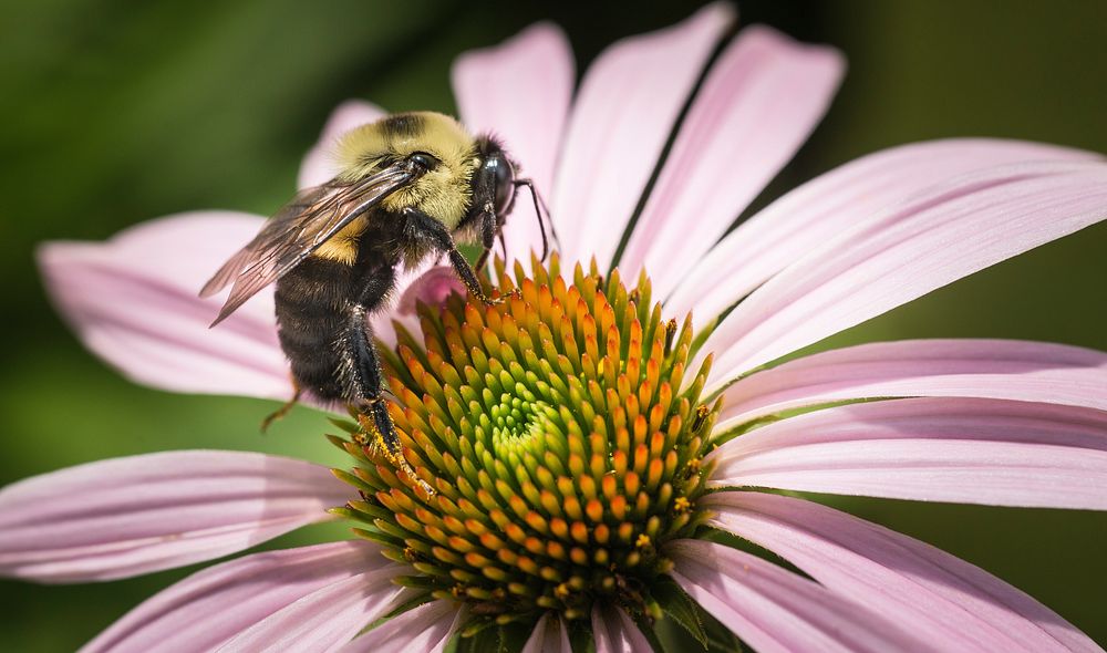 Pollinator plants and insects (such as this Echinacea and bee) are busy at the People's Garden in Washington, D.C., on…