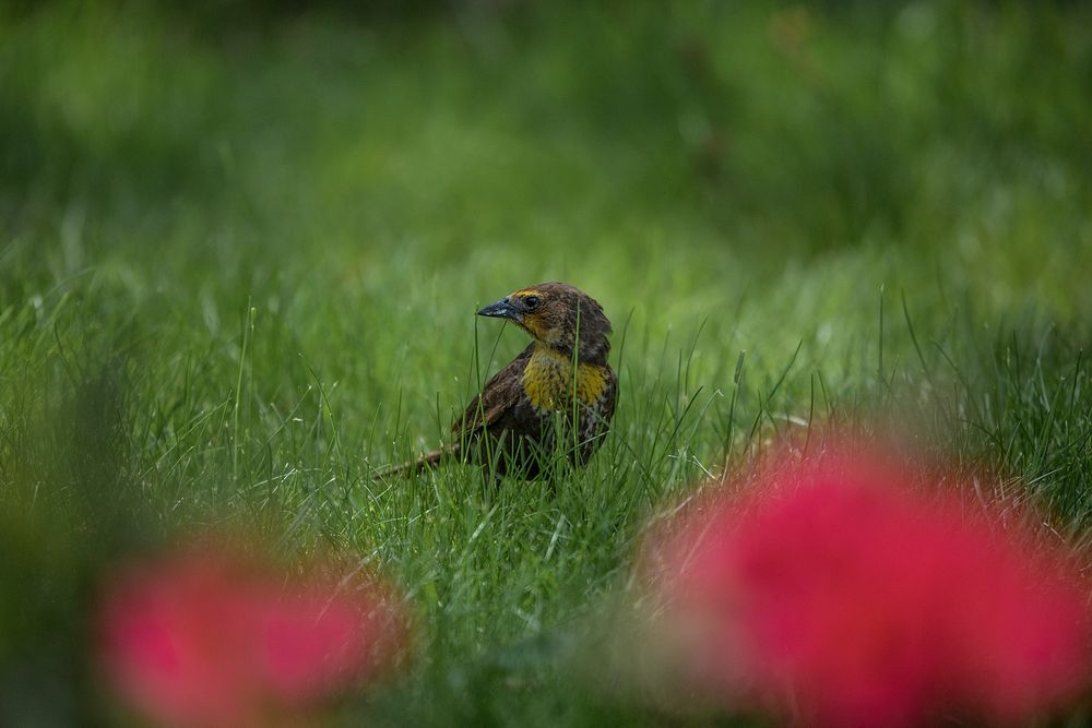 Yellowheaded Blackbird in Apgar. Original public domain image from Flickr
