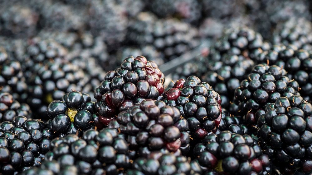 Blackberries available from vendor at the U.S. Department of Agriculture Farmers Market on Friday July 22, 2016, in…