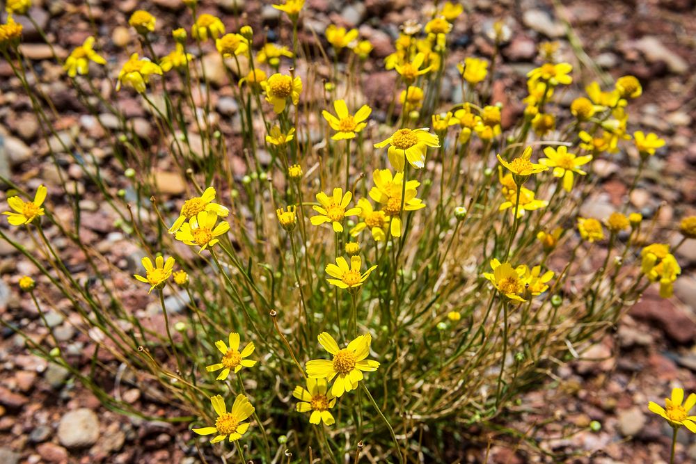 Yellow Wildflowers _ET5A3275_editedYellow Wildflowers on the Manti-La Sal National Forest. Credit: US Forest Service.…