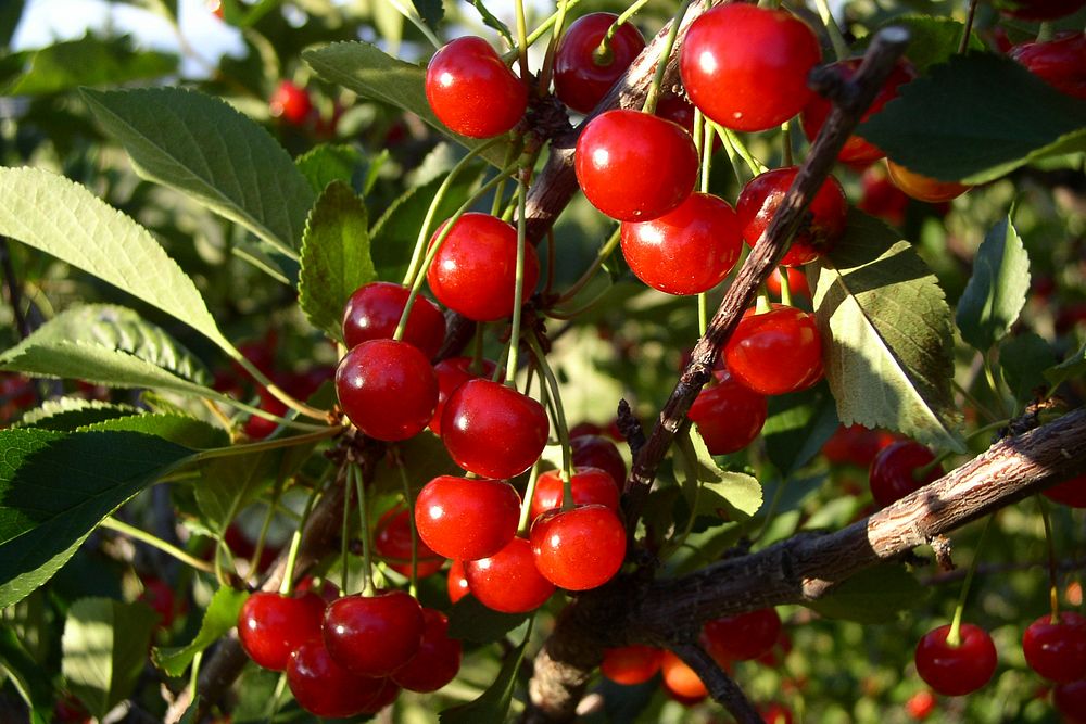 Pie cherries, July, 2006, Springhill area North of Bozeman, Montana. Original public domain image from Flickr