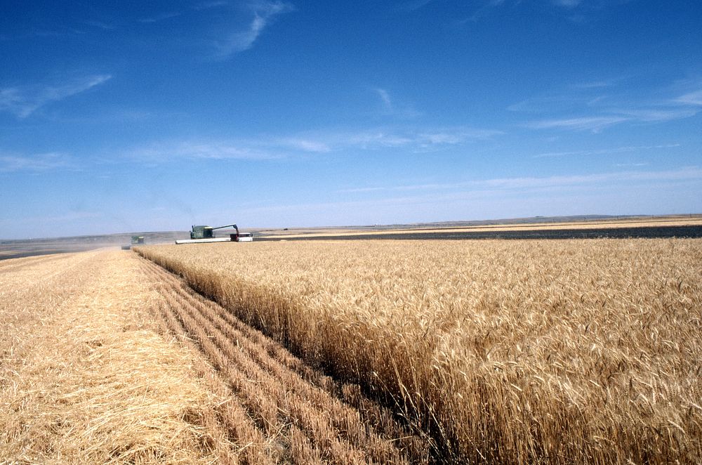 Harvesting wheat at Sheffels farm north of Great Falls, July 1984. Original public domain image from Flickr