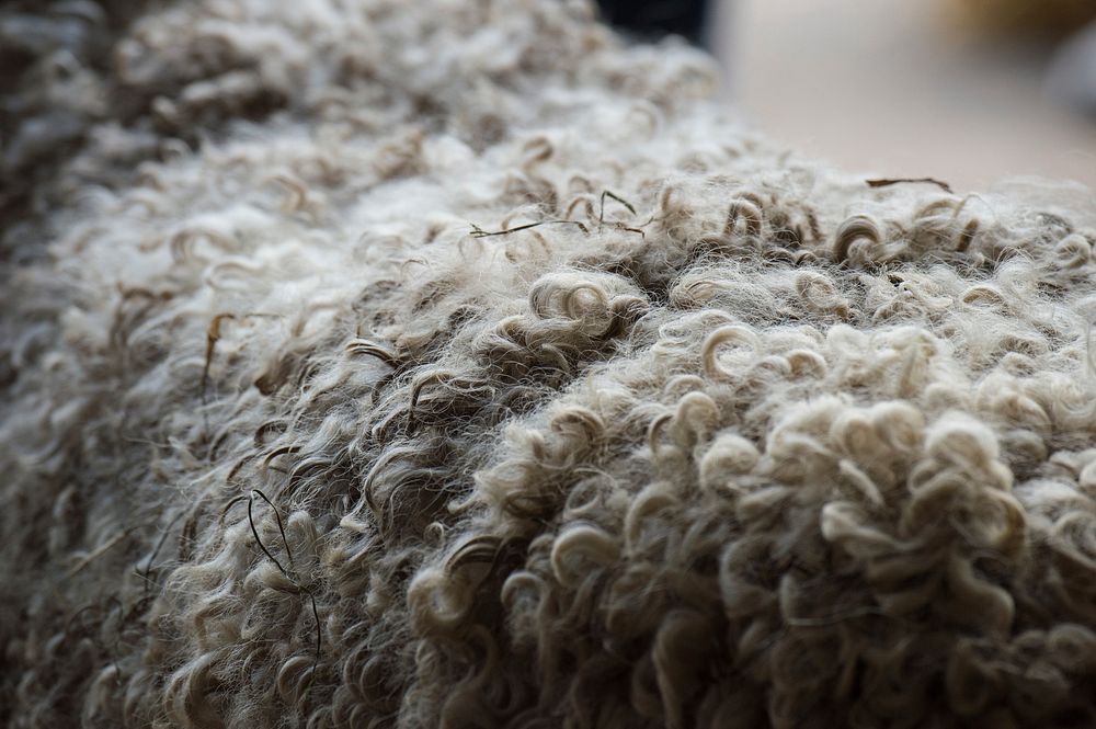 A sheep from Old Gjerpen Farm with a blond fleece is shown during a demonstration about the basics of grading sheep during…