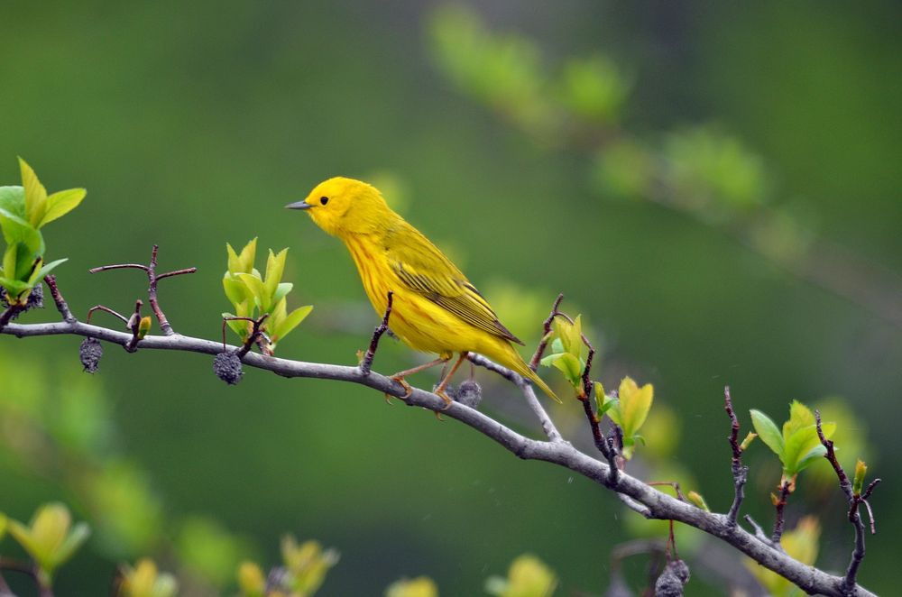 Yellow WarblerA yellow warbler perches on a tree branch. Now is the perfect time to watch for warblers! We've been seeing a…