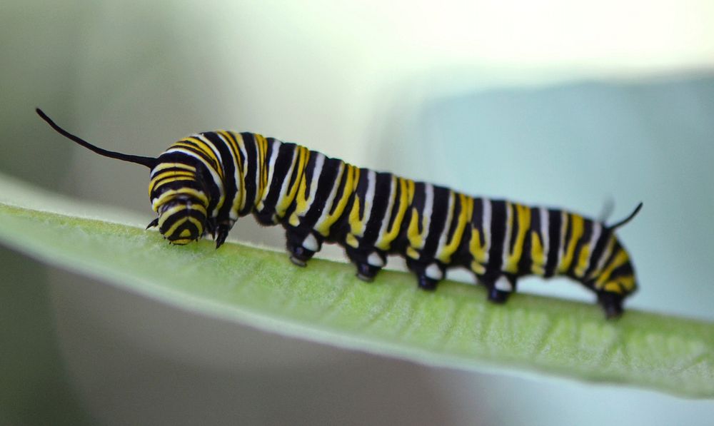 Monarch caterpillar on common milkweed.Photo by Joanna Gilkeson/USFWS. Original public domain image from Flickr