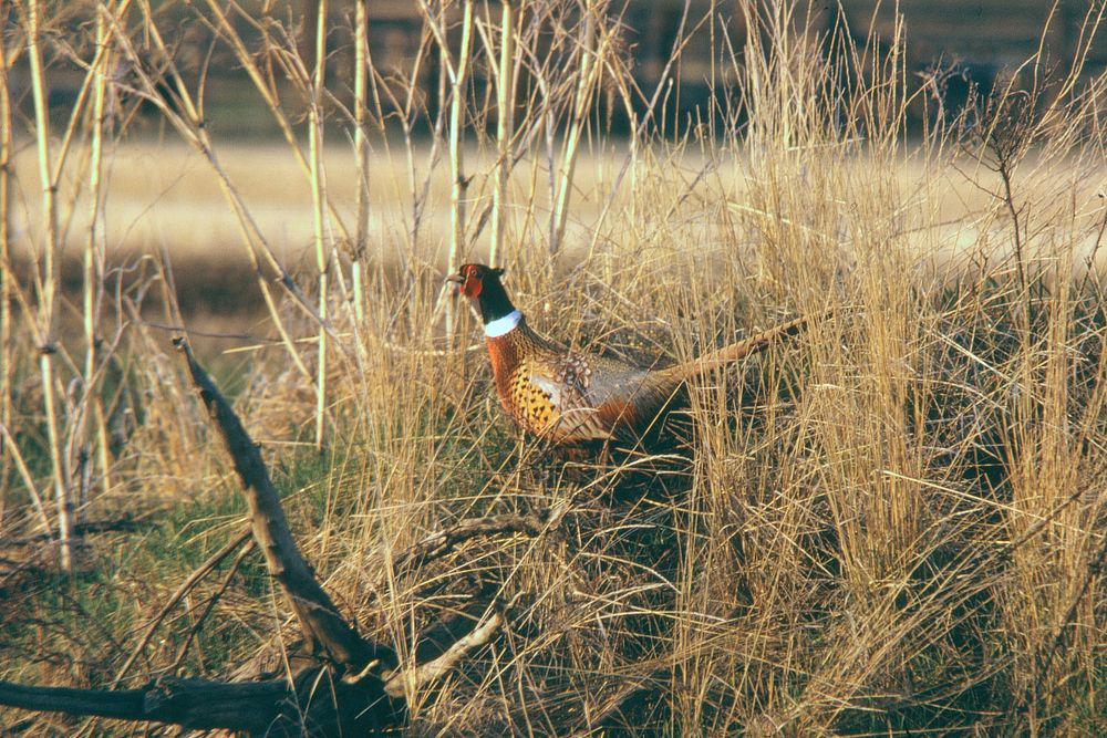Rooster ring-necked pheasant in southwestern Montana, May 1970. Original public domain image from Flickr