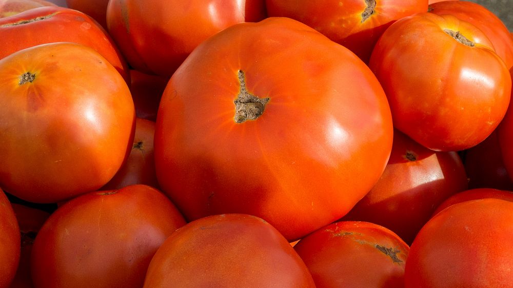 Tomatoes from the vendors at the U.S. Department of Agriculture (USDA) that can be used at the USDA Farmers Market's VegU…