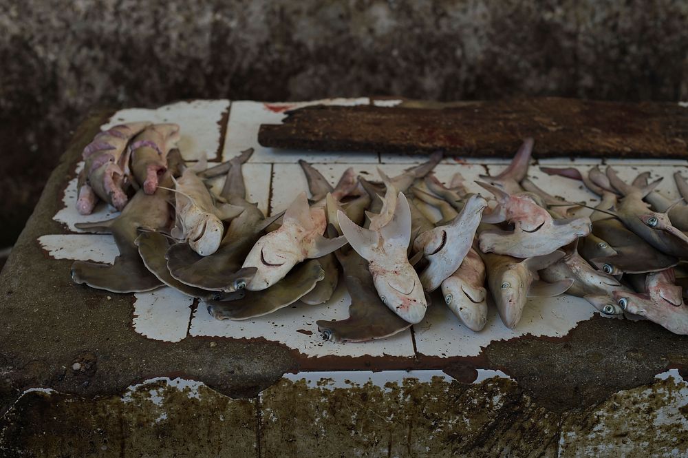 Baby sharks, selling for one dollar a piece, sit on a counter in Barawe's fish market on August 23, 2016.