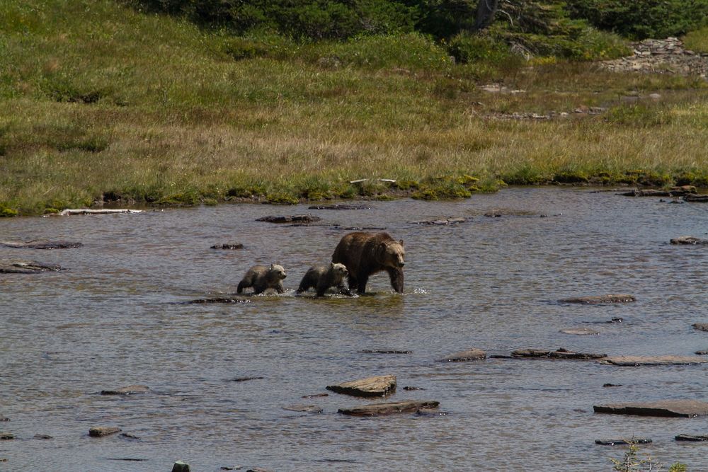 Grizzly sow with cubs. Original public domain image from Flickr