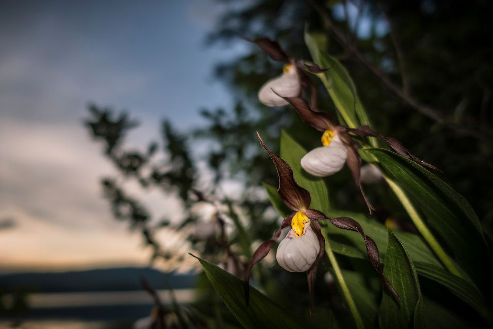 Lady Slipper Orchids (Cypripedium montanum). Original public domain image from Flickr