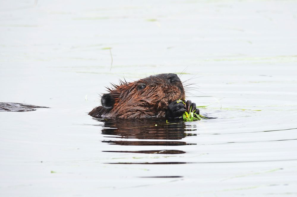 BeaverWe spotted this beaver chowing down on aquatic vegetation.Photo by Courtney Celley/USFWS. Original public domain image…