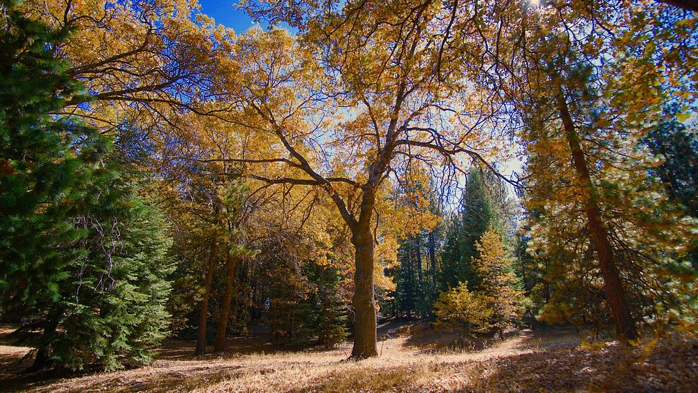 Heaps Peak Arboretum in AutumnA black oak shows its fall color on the Sequoia Trail at Heaps Peak Arboretum. Photo by Zach…