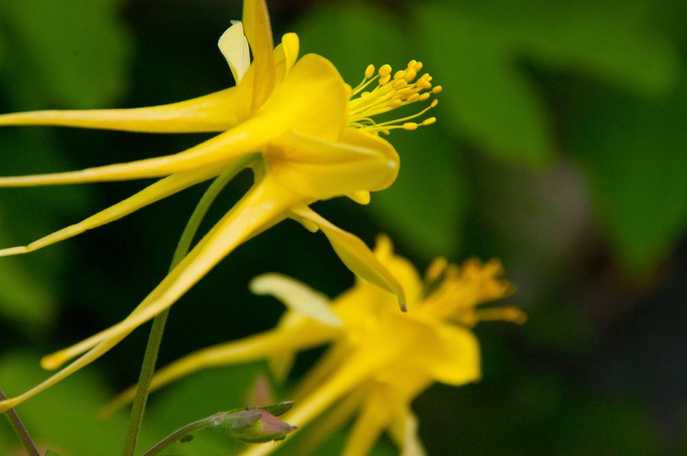 Honeysuckle flowers on Little Lookout (L.O.) Trail in Coconino National Forest, Arizona. Photo taken May 23, 2015. (Photo…