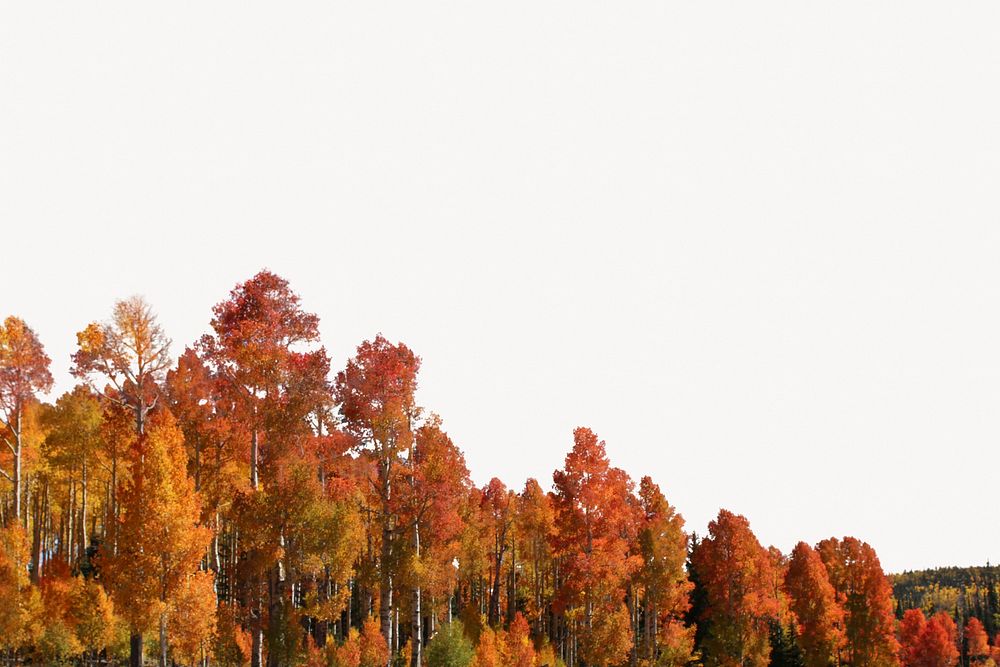 Autumn forest background, nature border design
