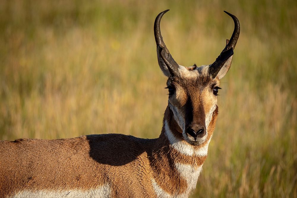 An antelope grazes in the Gravelly Mountain Range of Beaverhead-Deerlodge National Forest.