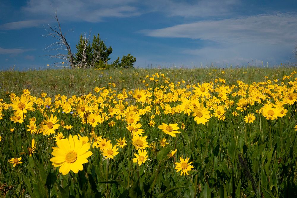 Wildflowers drink in the sun atop the Gravelly Mountain Range in the Beaverhead-Deerlodge National Forest.