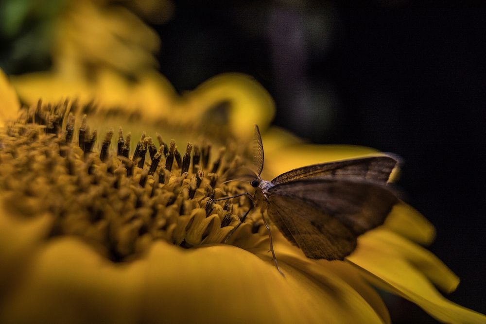 Hemlock Looper Moth. Original public domain image from Flickr