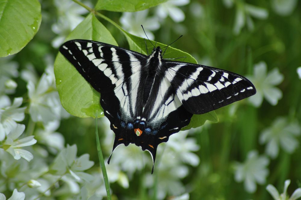 Black butterfly, white flowers background.Original public domain image from Flickr