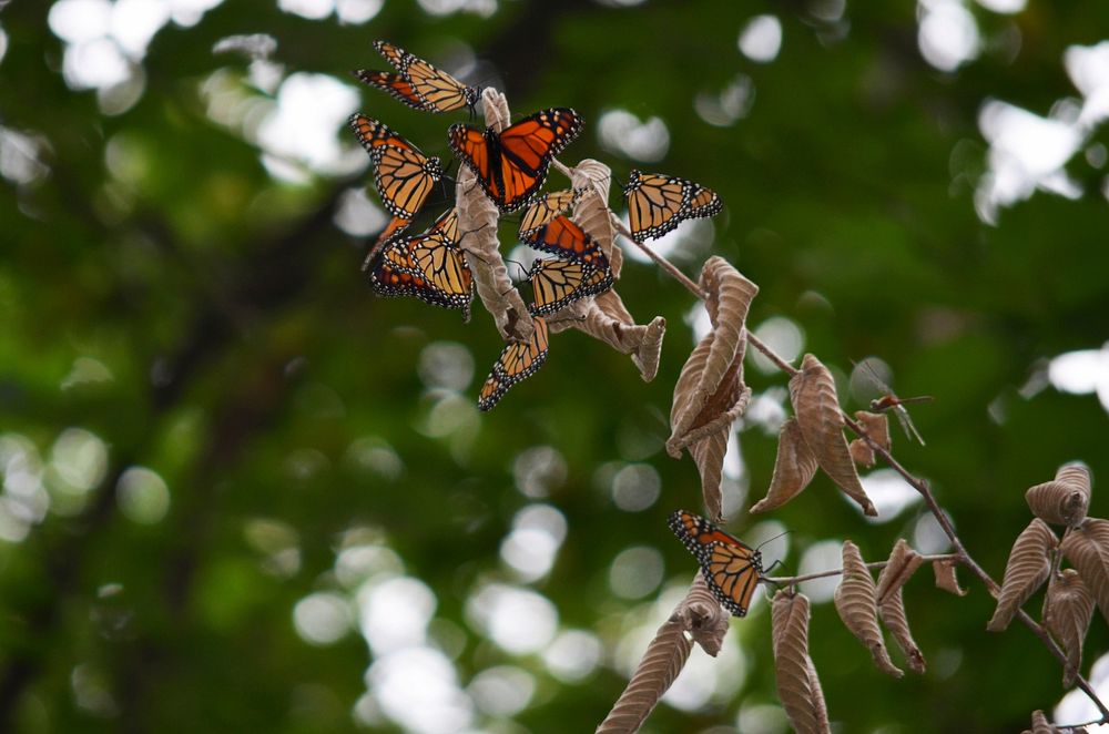 Monarchs roosting on dead elm branchWe are seeing monarchs roosting in trees. They do this during migration.Photo by Mara…