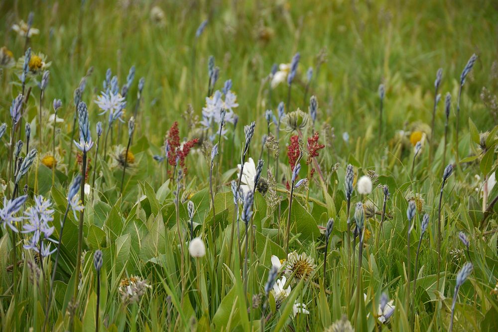Spring scene on the Camas Prairie in Sawtooth National Forest, close to Fairfield, Idaho, June 4, 2011. (Forest Service…