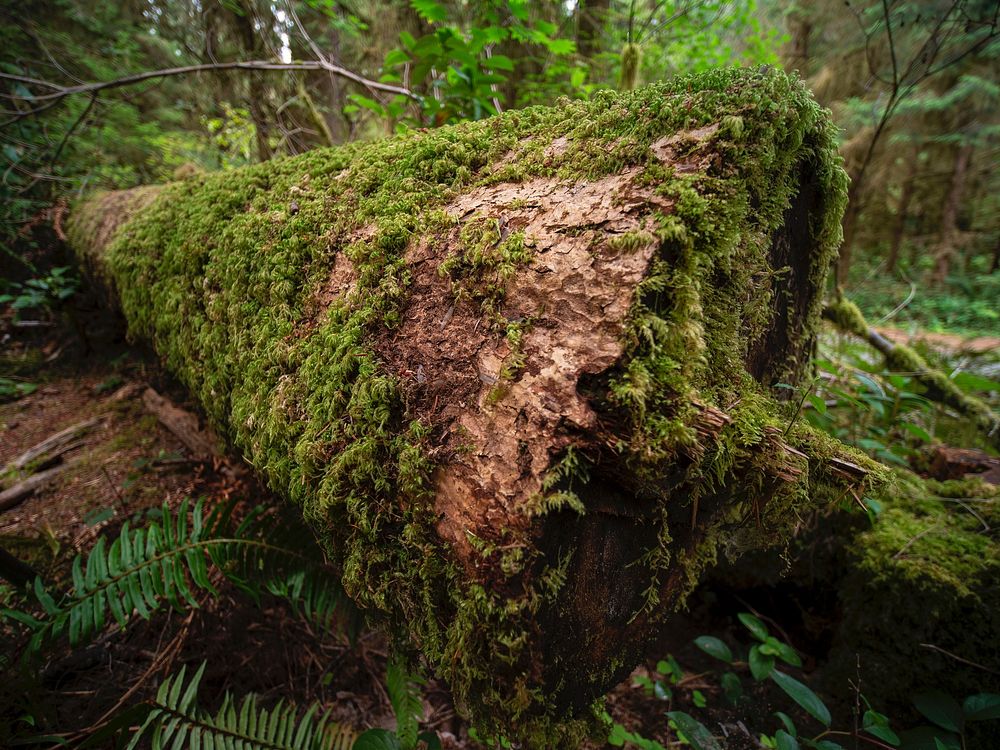 Moss on fallen tree in Northwestern Washington State, Aug 23, 2018. USDA Photo by David Kosling. Original public domain…
