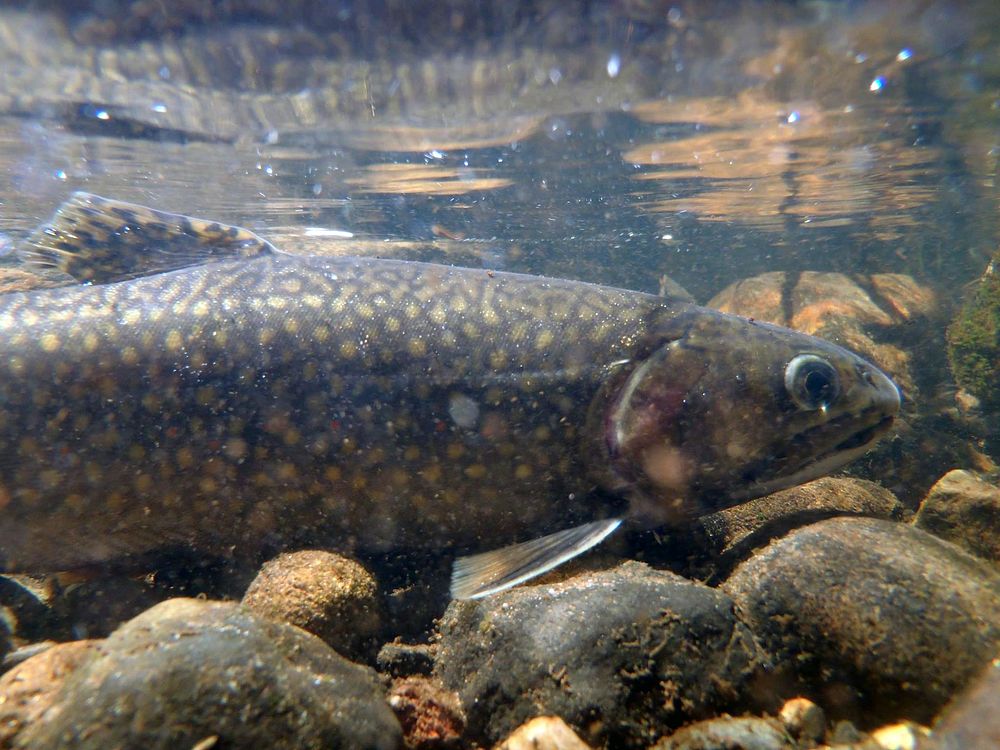 Brook TroutHere's a fun fish fact from Ashland Fish and Wildlife Conservation Office! Photo by USFWS. Original public domain…