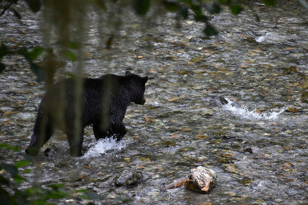 A brown bear stalks a nearby salmon in Pack Creek, on Admiralty Island National Monument within the Tongass National Forest…