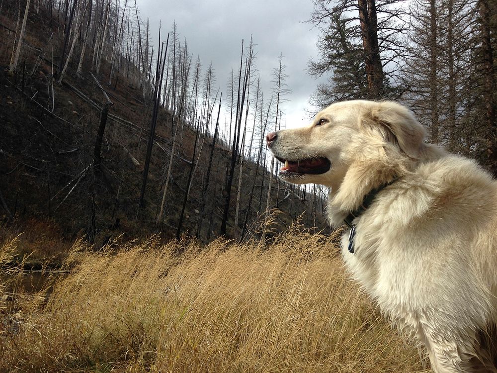 A dog looking at the burn scar of the forest.  Original public domain image from Flickr