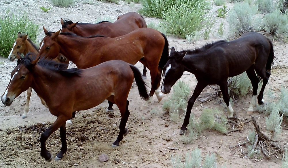 Wild Horses North Hills Wild Horse Territory-Credit U.S. Forest Service. Original public domain image from Flickr