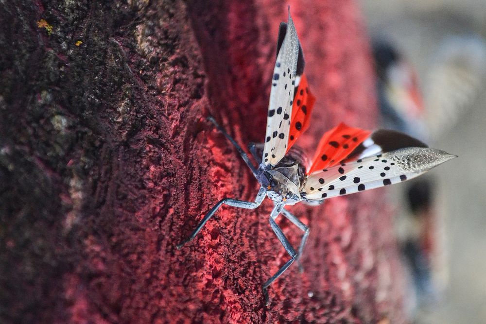 Spotted Lanternflies in Reading, PA, on August 30, 2018. USDA Photo by Tanya Espinosa. Original public domain image from…