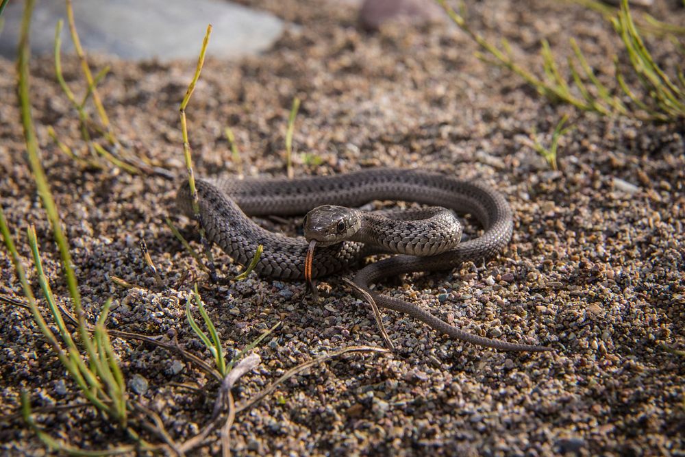 Juvenile Garter Snake. Original public domain image from Flickr
