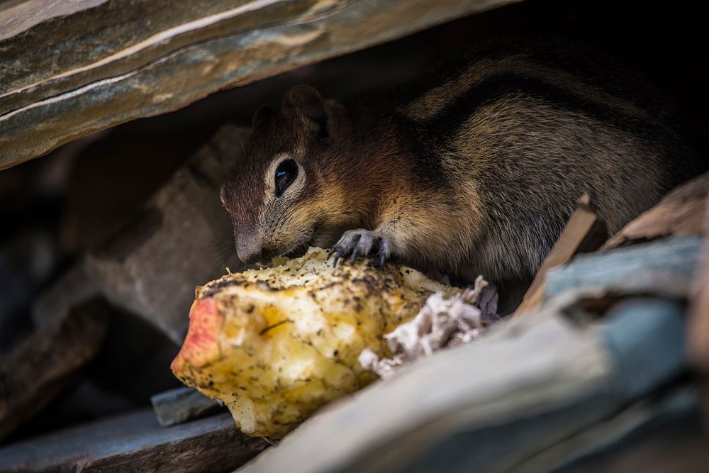 golden-mantled ground squirrel (Callospermophilus lateralis). Original public domain image from Flickr