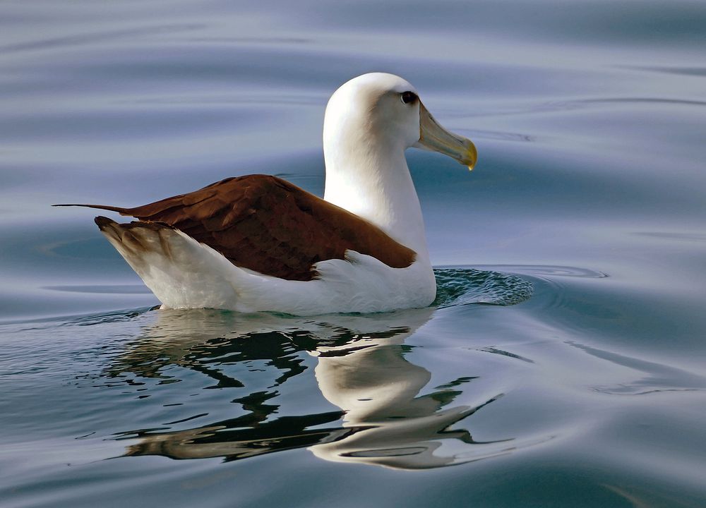 The white-capped albatross (Thalassarche cauta steadi)
