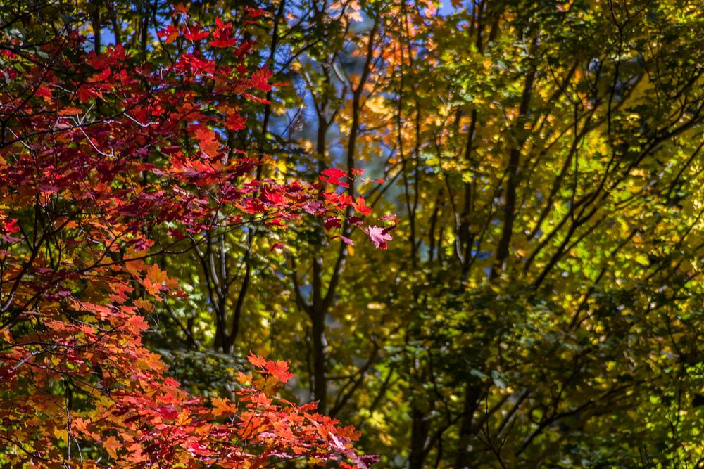 West Fork of Oak Creek Canyon No. 108The brilliant red, orange, and yellows of changing maple leaves mark the start of fall…