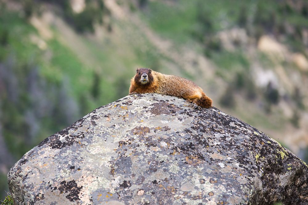 Groundhog sits on the rock. Original public domain image from Flickr