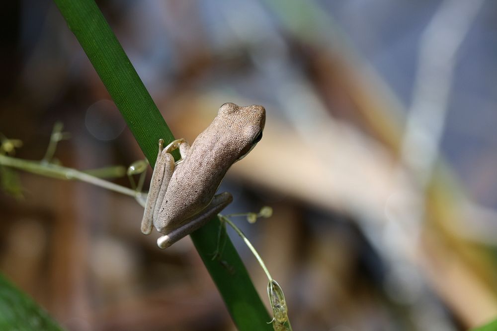 Green Tree Frog. Original public domain image from Flickr
