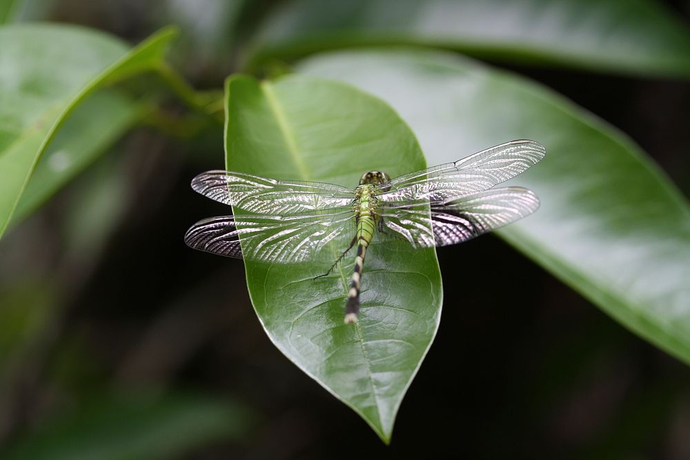 Dragonfly. Original public domain image from Flickr