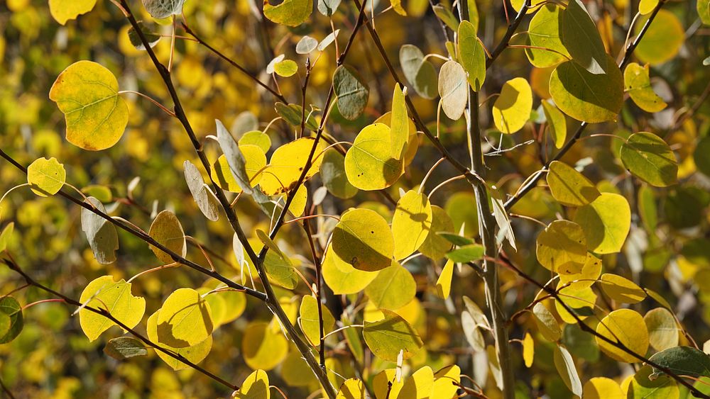Aspen Grove regrowthFall color at the aspen grove in San Gorgonio Wilderness in Sand to Snow National Monument.Forest…