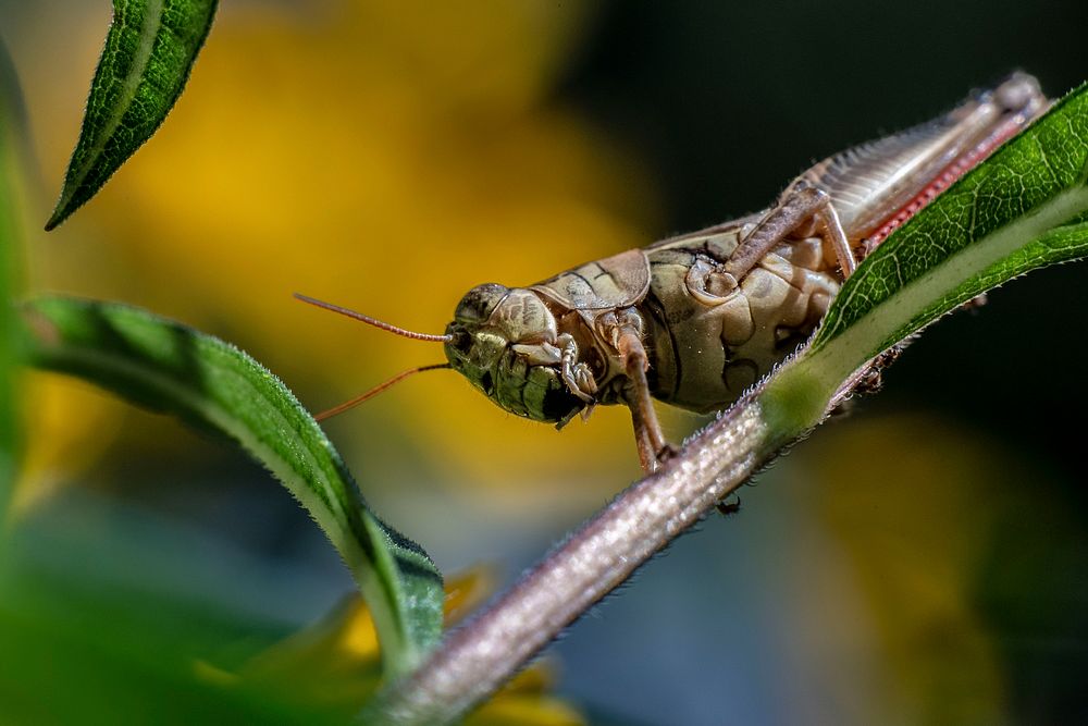 A constant nemesis, a grasshopper is seen on one of Mayim Farm Owner Greg Lolley's plants.