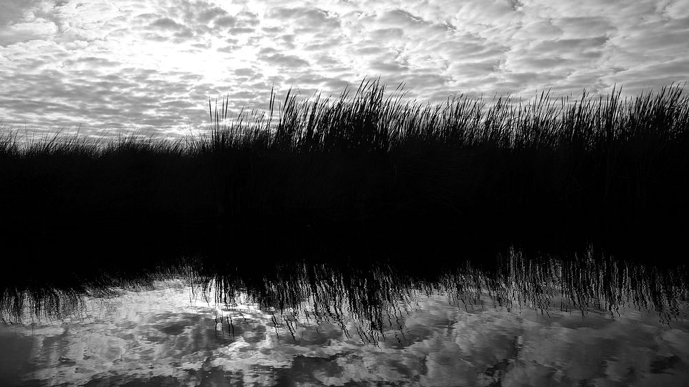 Turner River marsh.