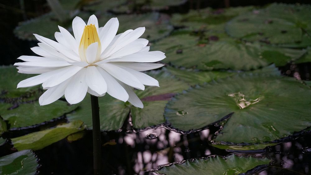 Water Lily. Original public domain image from Flickr