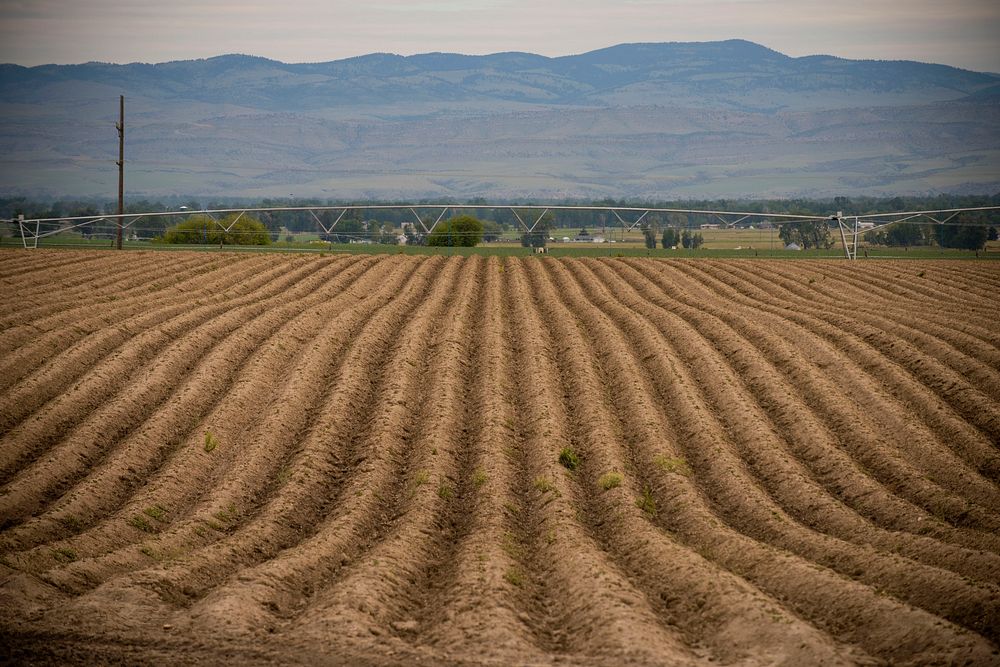 Seed potatoes are planted in rows of "hills" on the Kimm Farm near Manhattan, Mont. Gallatin County, Montana. June 2017..…
