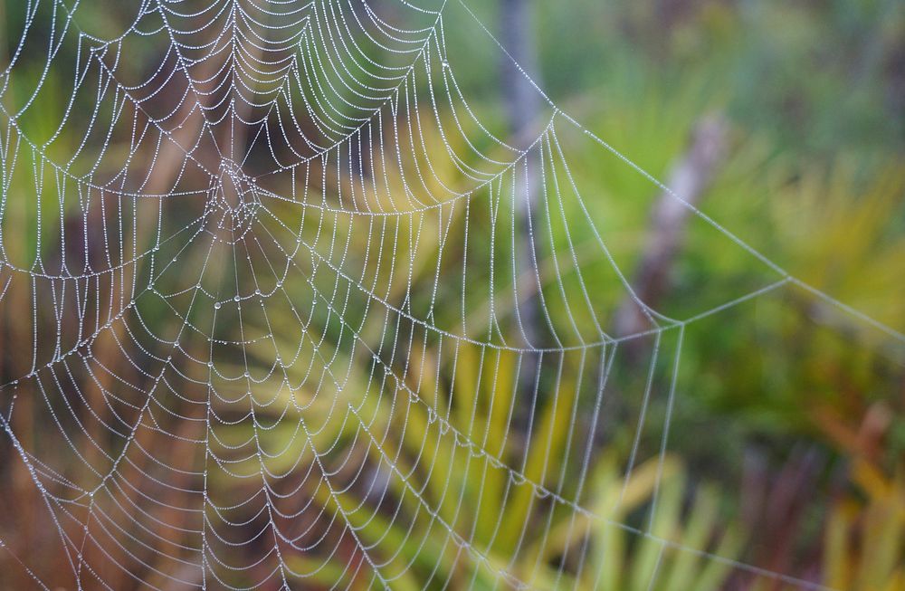 Spiderweb. Original public domain image from Flickr