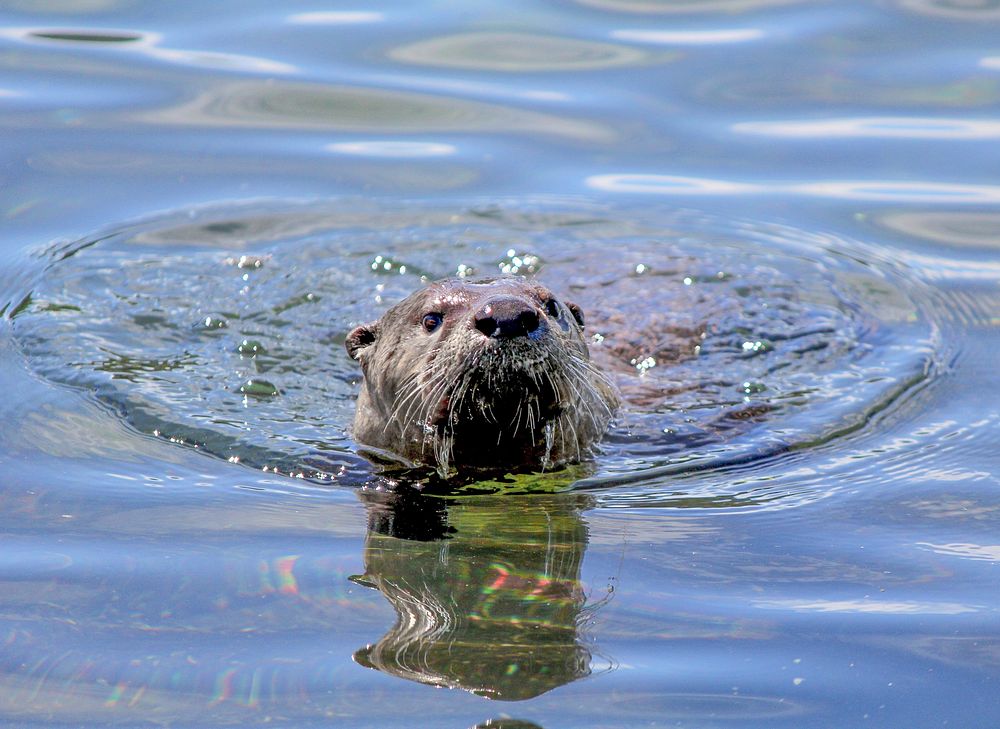 Otter at Trout Lake by Eric Johnston. Original public domain image from Flickr