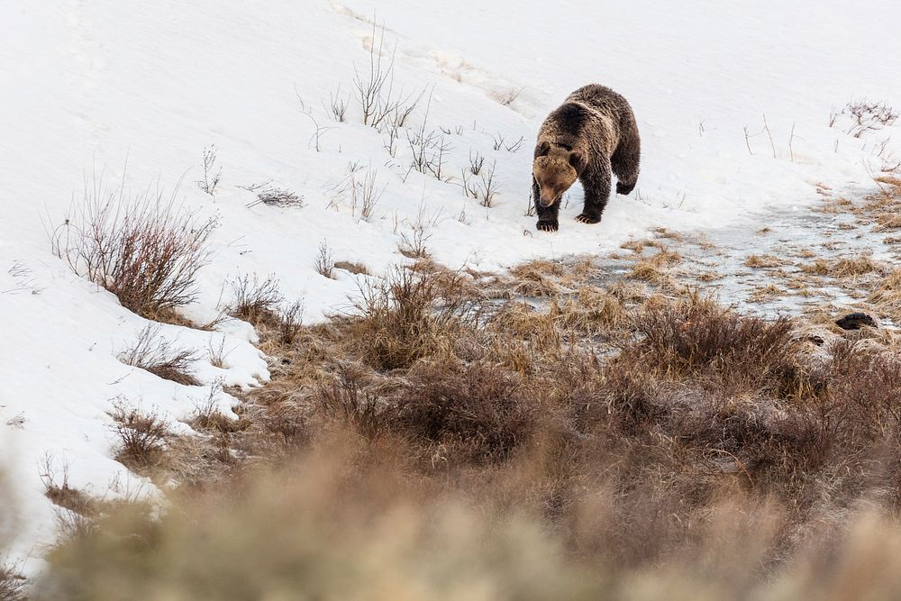 Grizzly boar walks along the edge of Blacktail Ponds by Jacob W. Frank. Original public domain image from Flickr