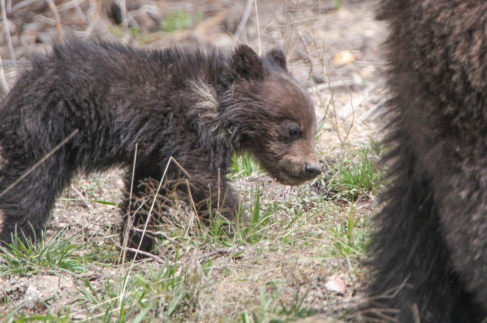 Grizzly cub near Roaring Mountainby Eric Johnston. Original public domain image from Flickr