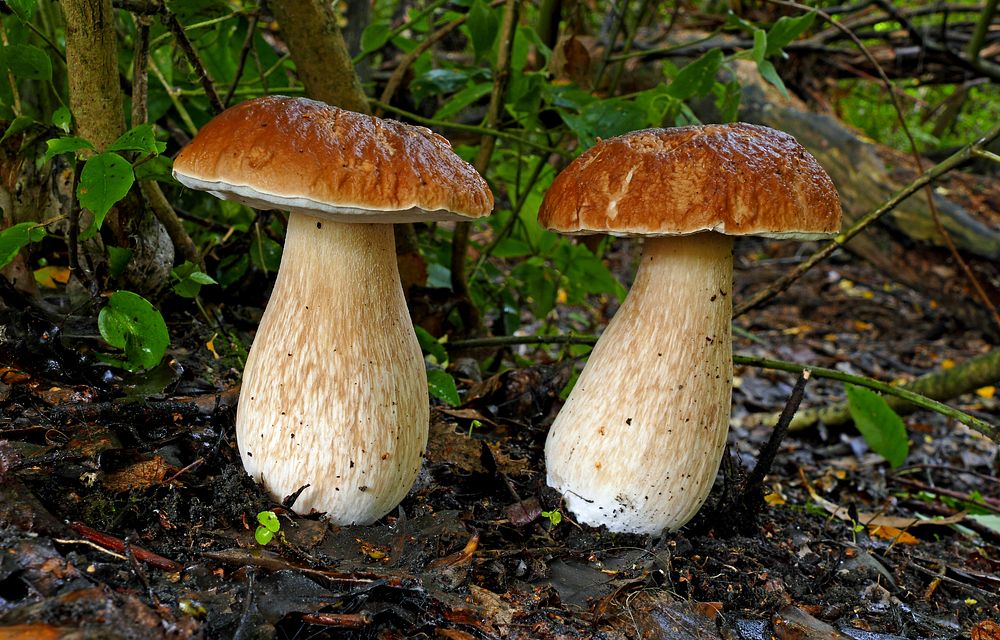 King Bolete (Boletus edulis) mushroom. 