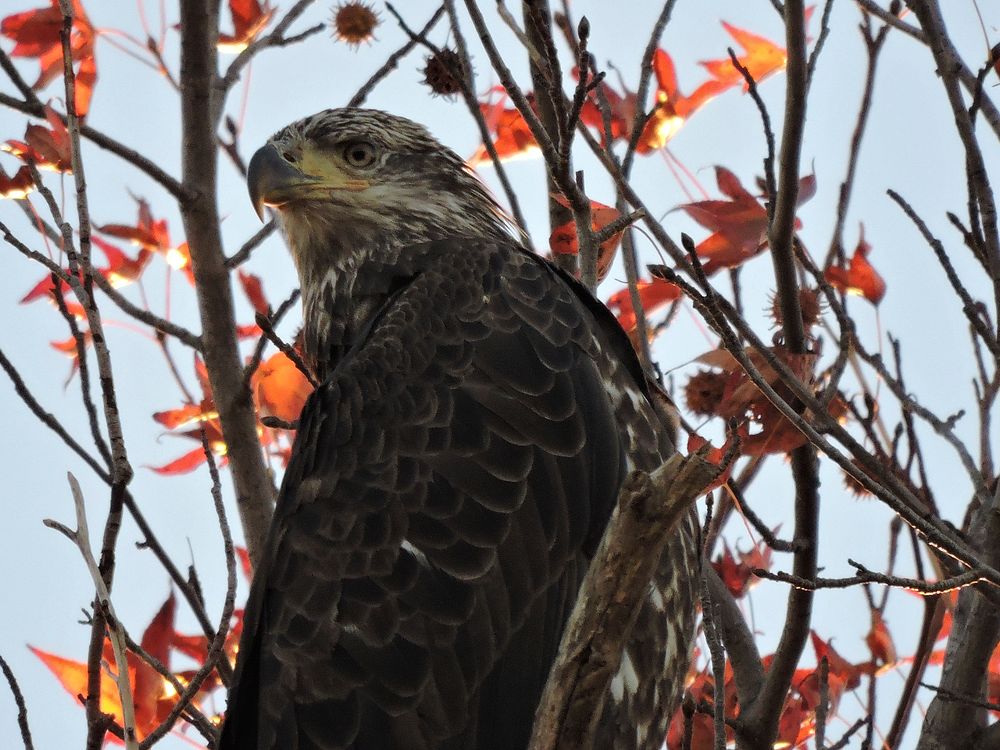 Eagle, almost mature in sweetgum tree at Eastern Neck National Wildlife Refuge
